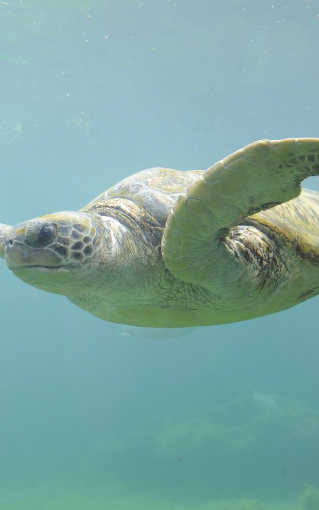 fonds_marins71_tortue_-_credit_irt_-_serge_gelabert_dts_12_2014.jpg