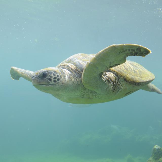 fonds_marins71_tortue_-_credit_irt_-_serge_gelabert_dts_12_2014.jpg