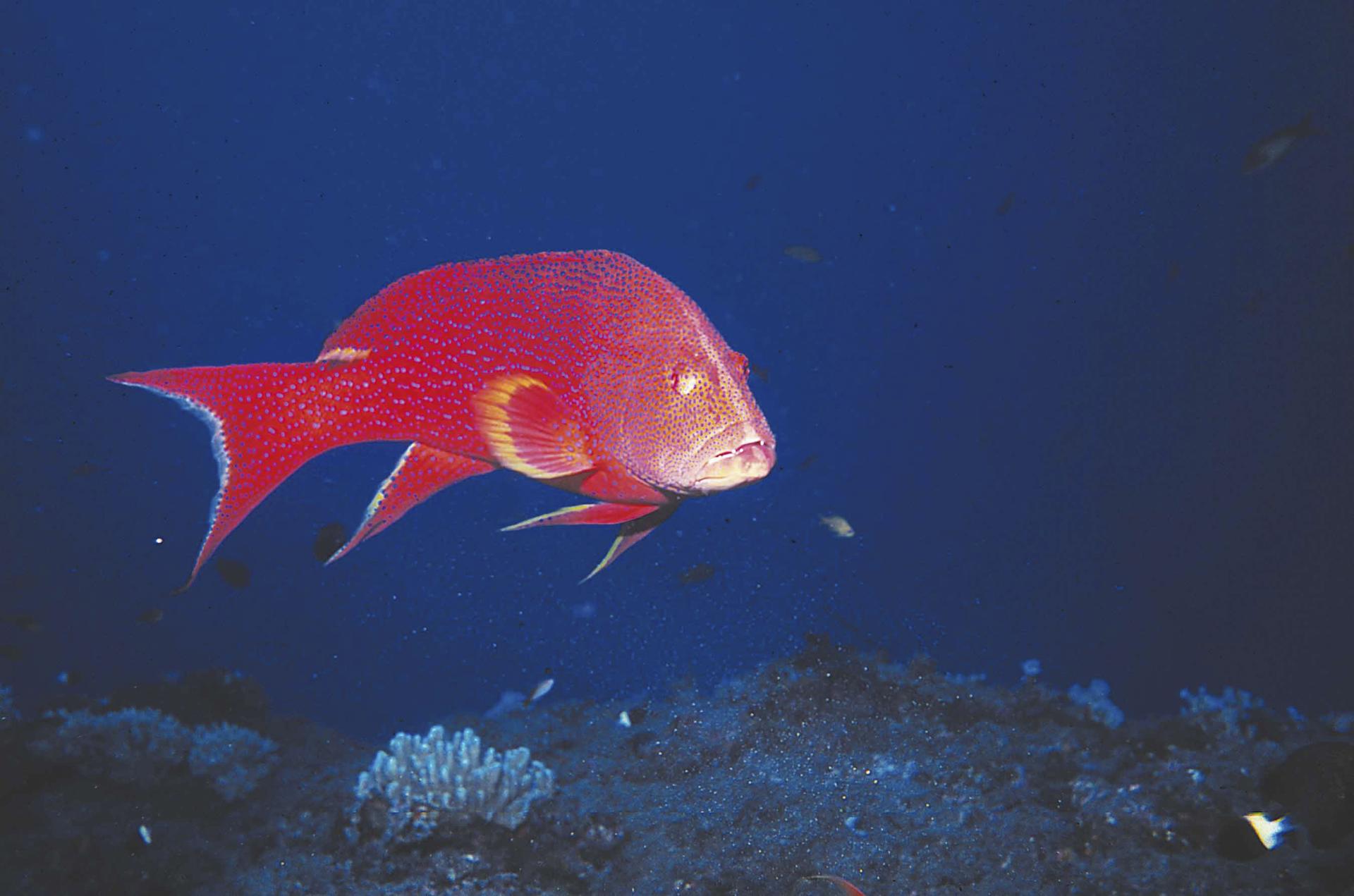 Poisson rouge, La Réunion