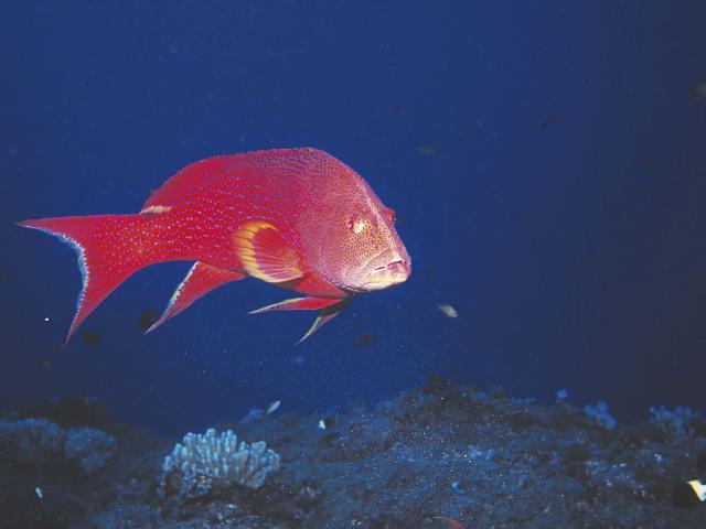 fonds_marins82_plongee_-_credit_irt_-_serge_gelabert_dts_12_2019.jpg