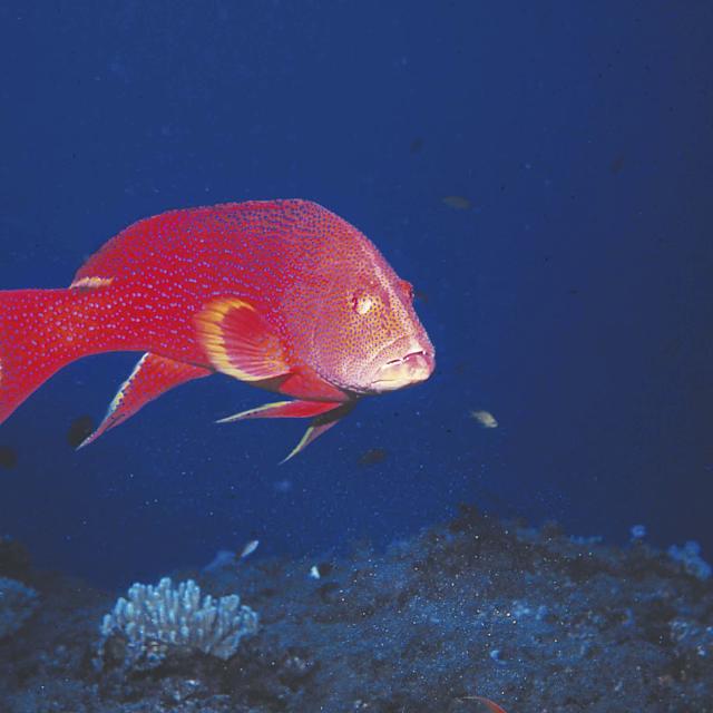 Poisson rouge, La Réunion