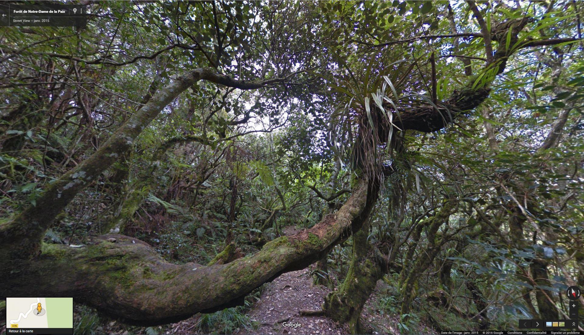 Foretdenotre Damedelapaix.jpg
