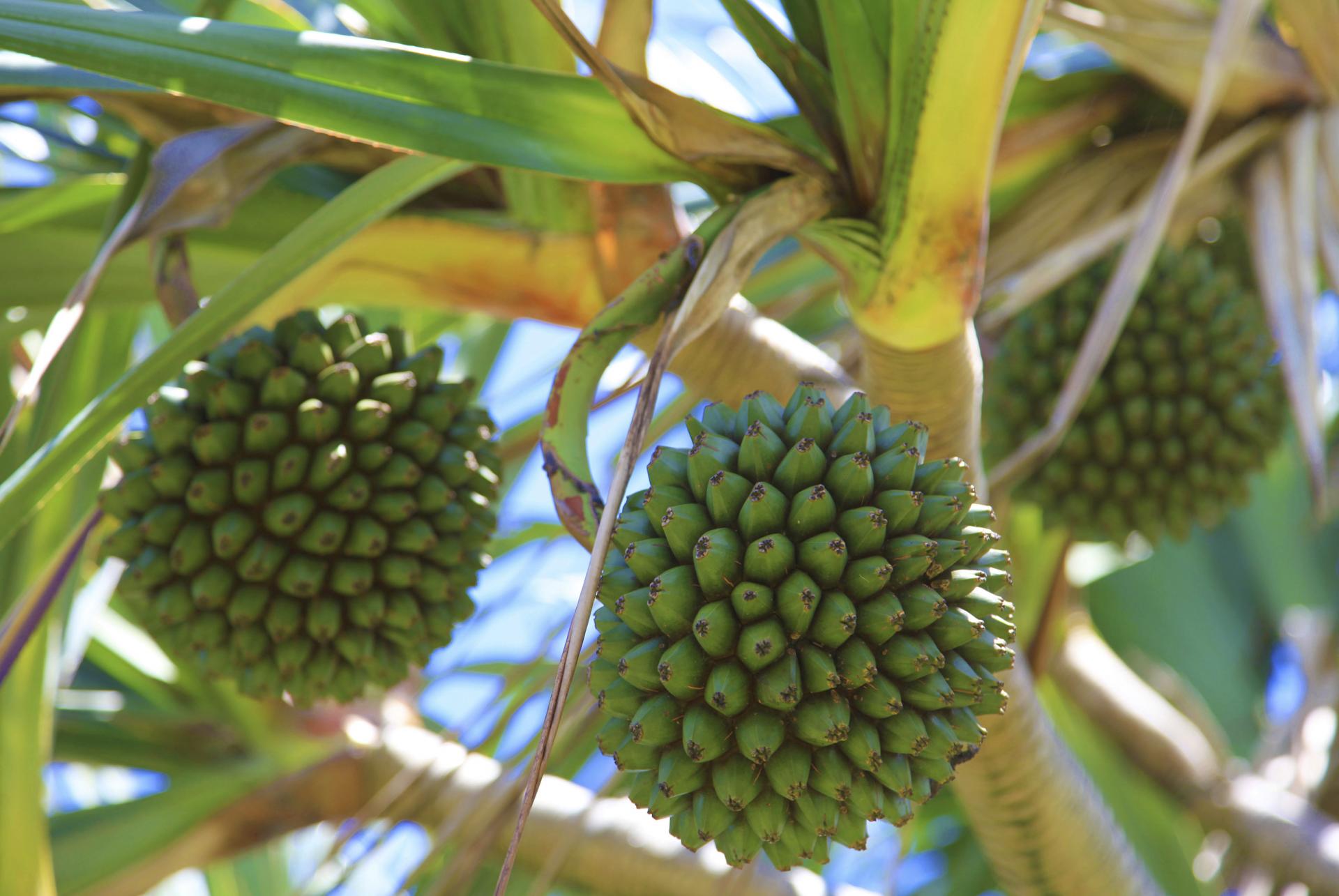 Vacoa, La Réunion