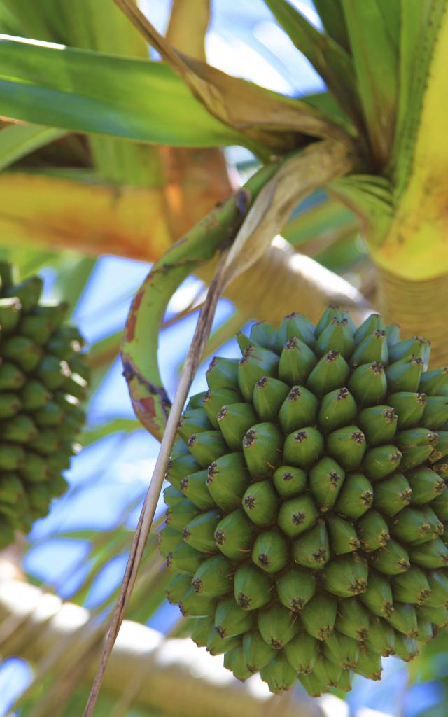 fruits04pinpinstphilippe-creditirt-emmanuelvirin.jpg