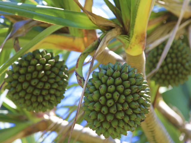 fruits04pinpinstphilippe-creditirt-emmanuelvirin.jpg