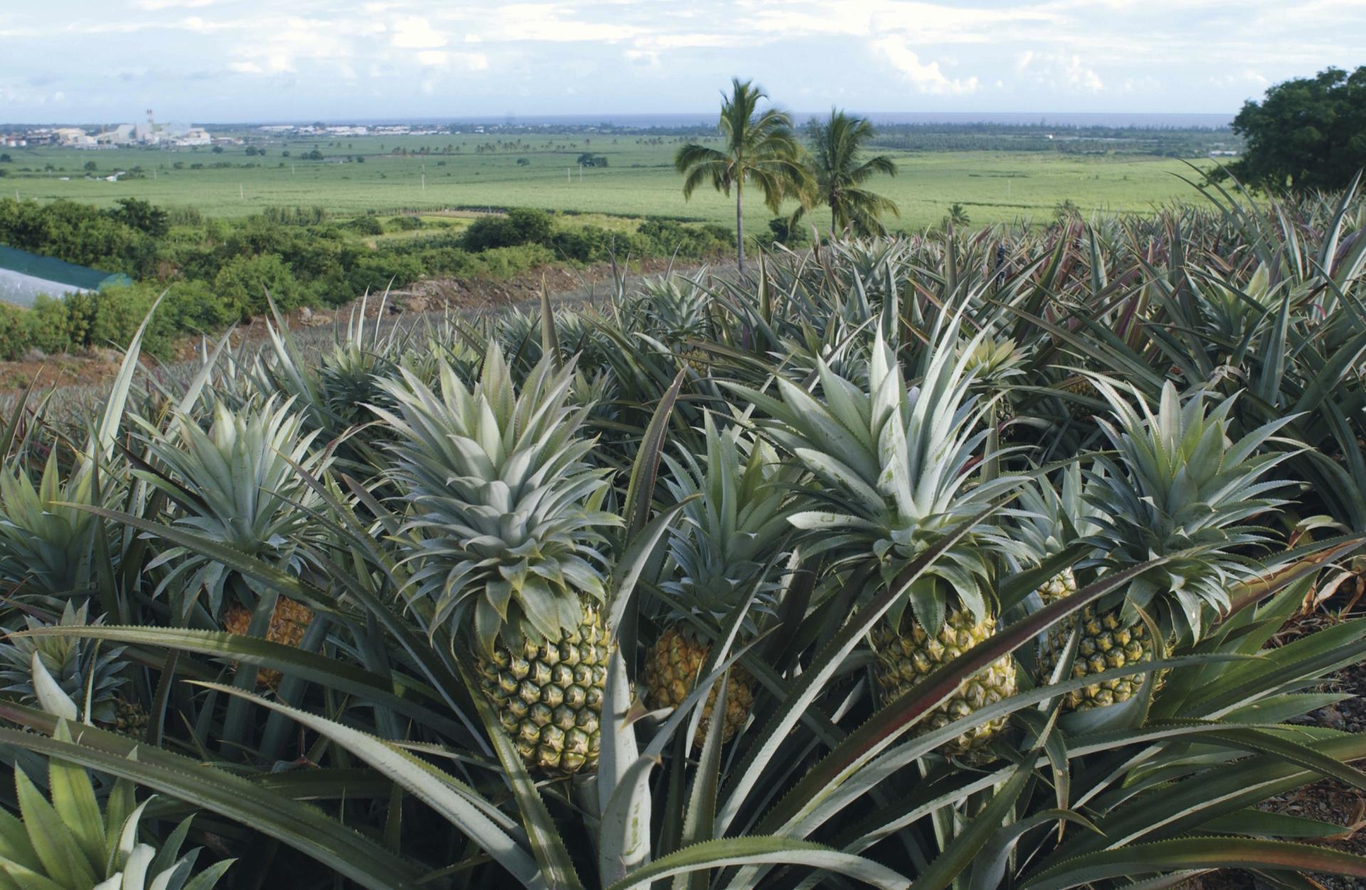 L’ananas Victoria de La Réunion