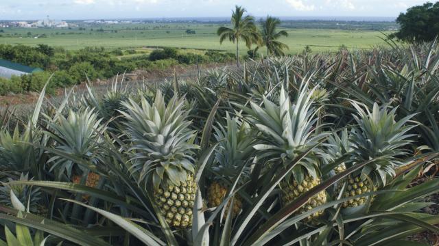 fruits16_ananas_-_credit_irt_-_serge_gelabert_dts_12_2016.jpg