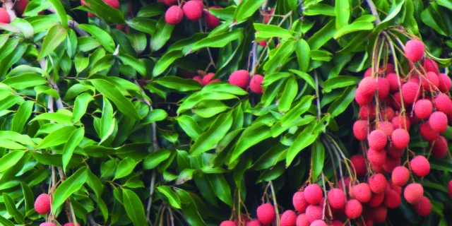 fruits22letchis-creditirt-emmanuelvirin.jpg