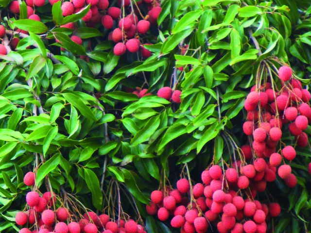 fruits22letchis-creditirt-emmanuelvirin.jpg