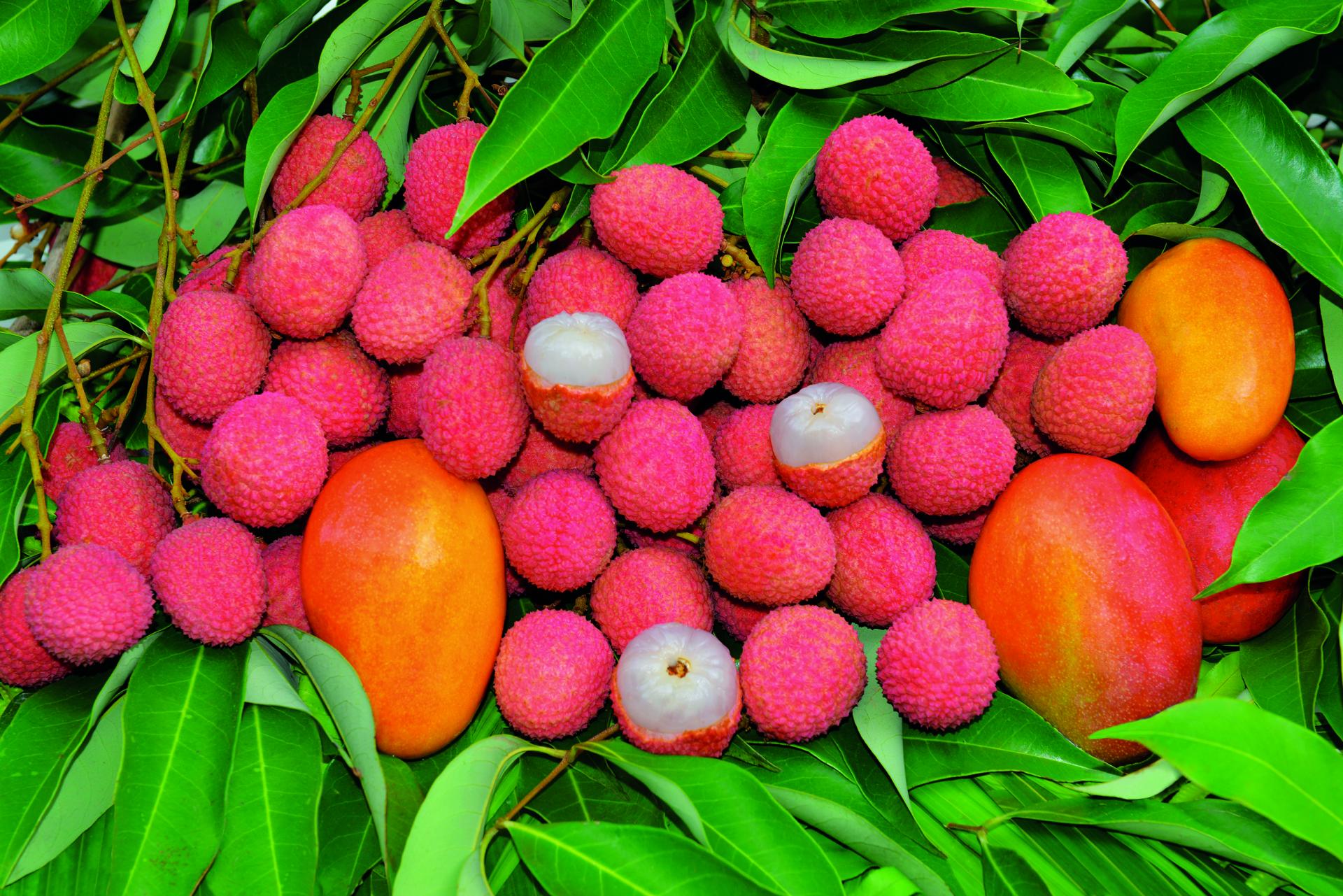 Letchis de La Réunion