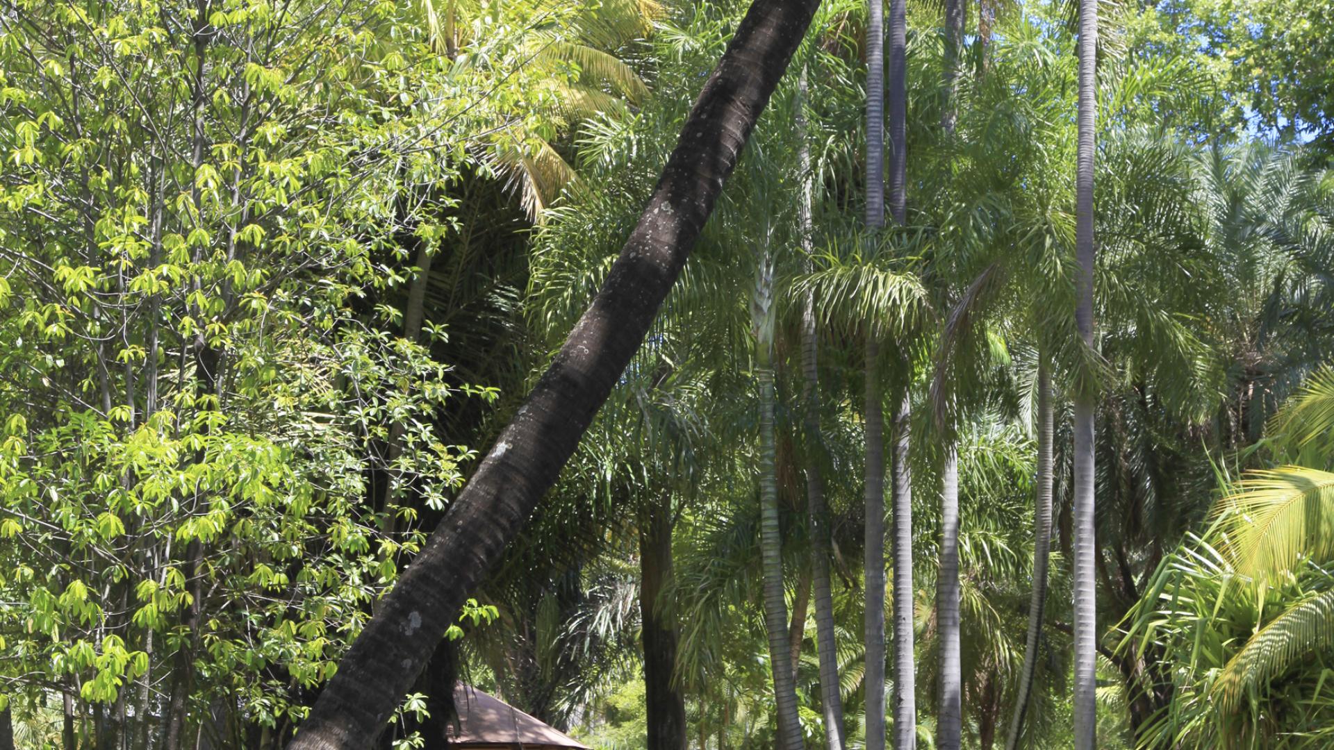 Die Botanischen Gärten Île de la Réunion Tourisme