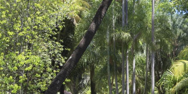 Les jardins botaniques La Réunion