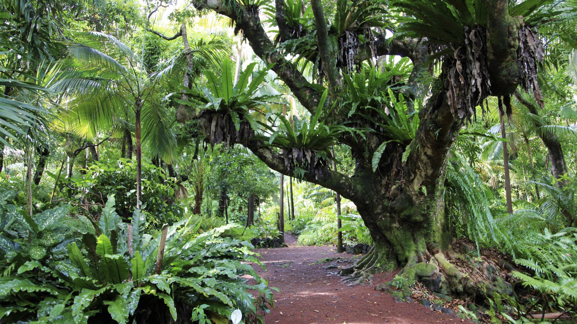 Entdecken Sie die kreolischen Gärten von La Réunion Île de la Réunion