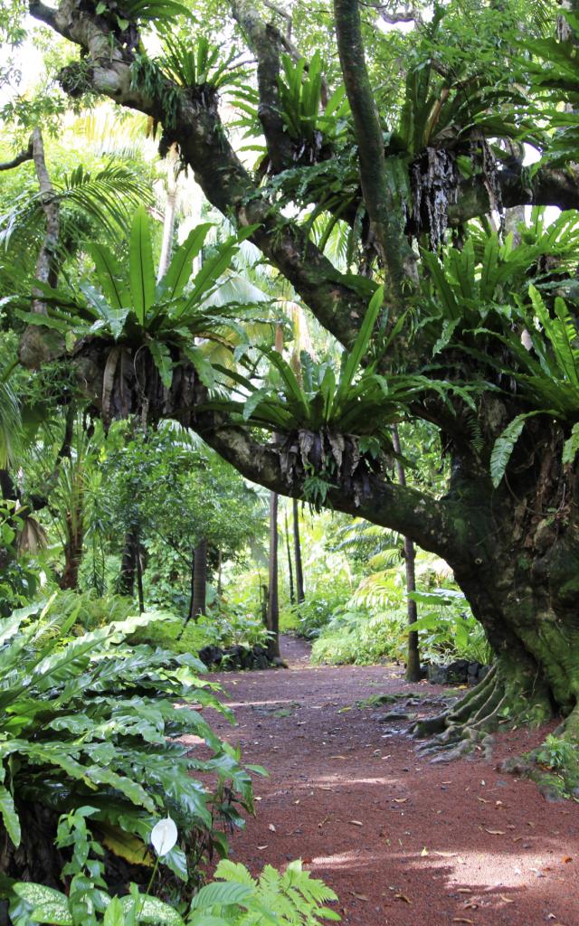 jardin10_des_parfums_et_des_epices_saint_philippe_-_credit_irt_-_emmanuel_virin.jpg
