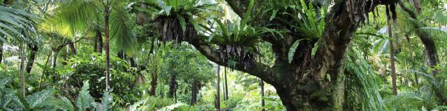 Jardin Des Parfums Et Des Epices, La Réunion
