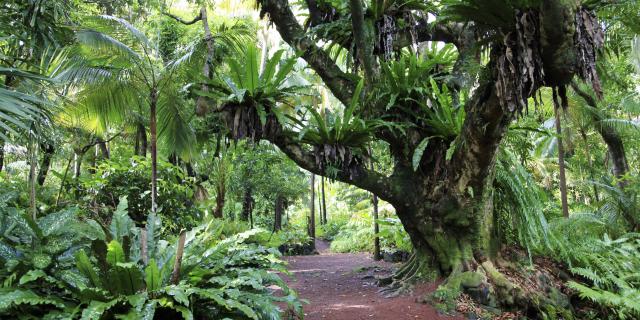 jardin10_des_parfums_et_des_epices_saint_philippe_-_credit_irt_-_emmanuel_virin.jpg