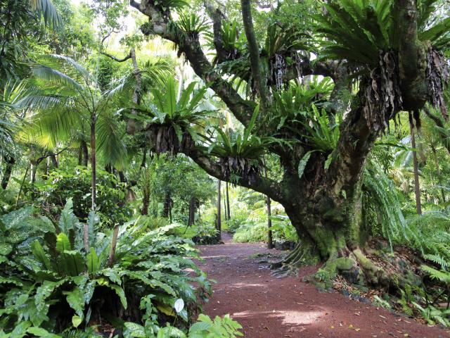 Jardin Des Parfums Et Des Epices, La Réunion