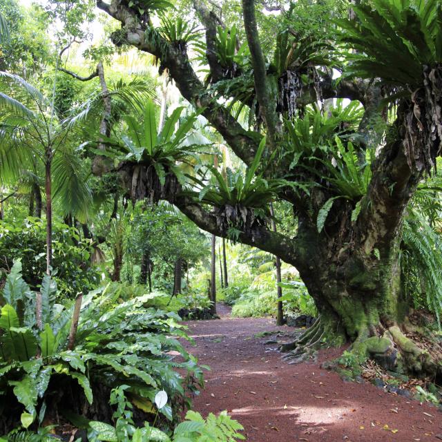 Jardin Des Parfums Et Des Epices, La Réunion