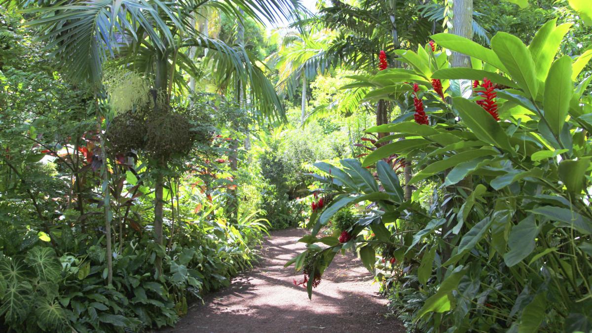 Die Botanischen Gärten | Île de la Réunion Tourisme