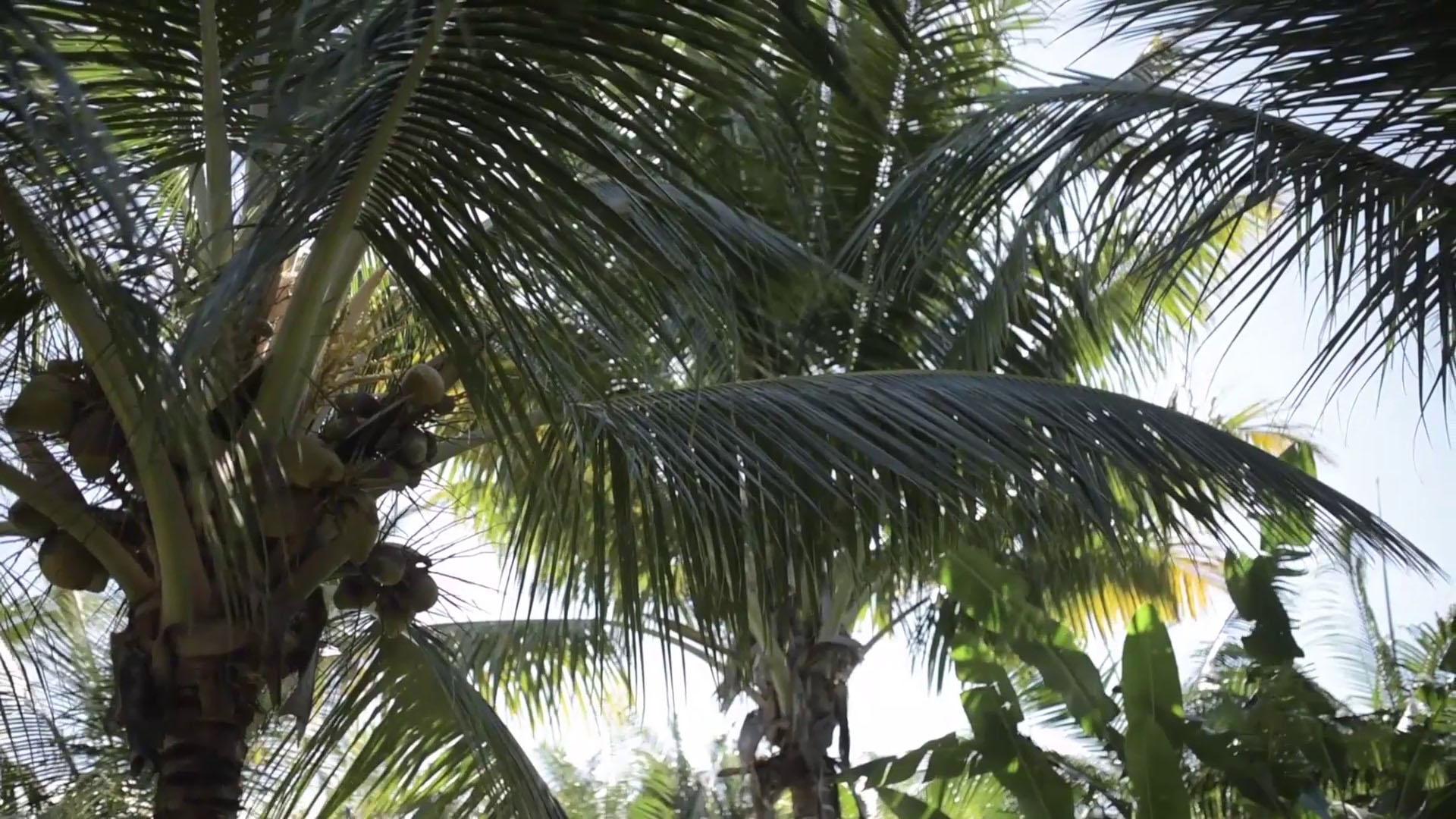 Die Kokosnuss | Île de la Réunion Tourisme
