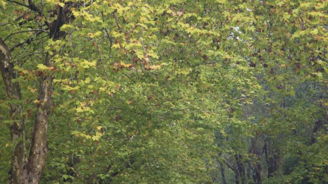 plaine_des_palmistes06_route_des_plaines_-_credit_irt_-_emmanuel_virin.jpg