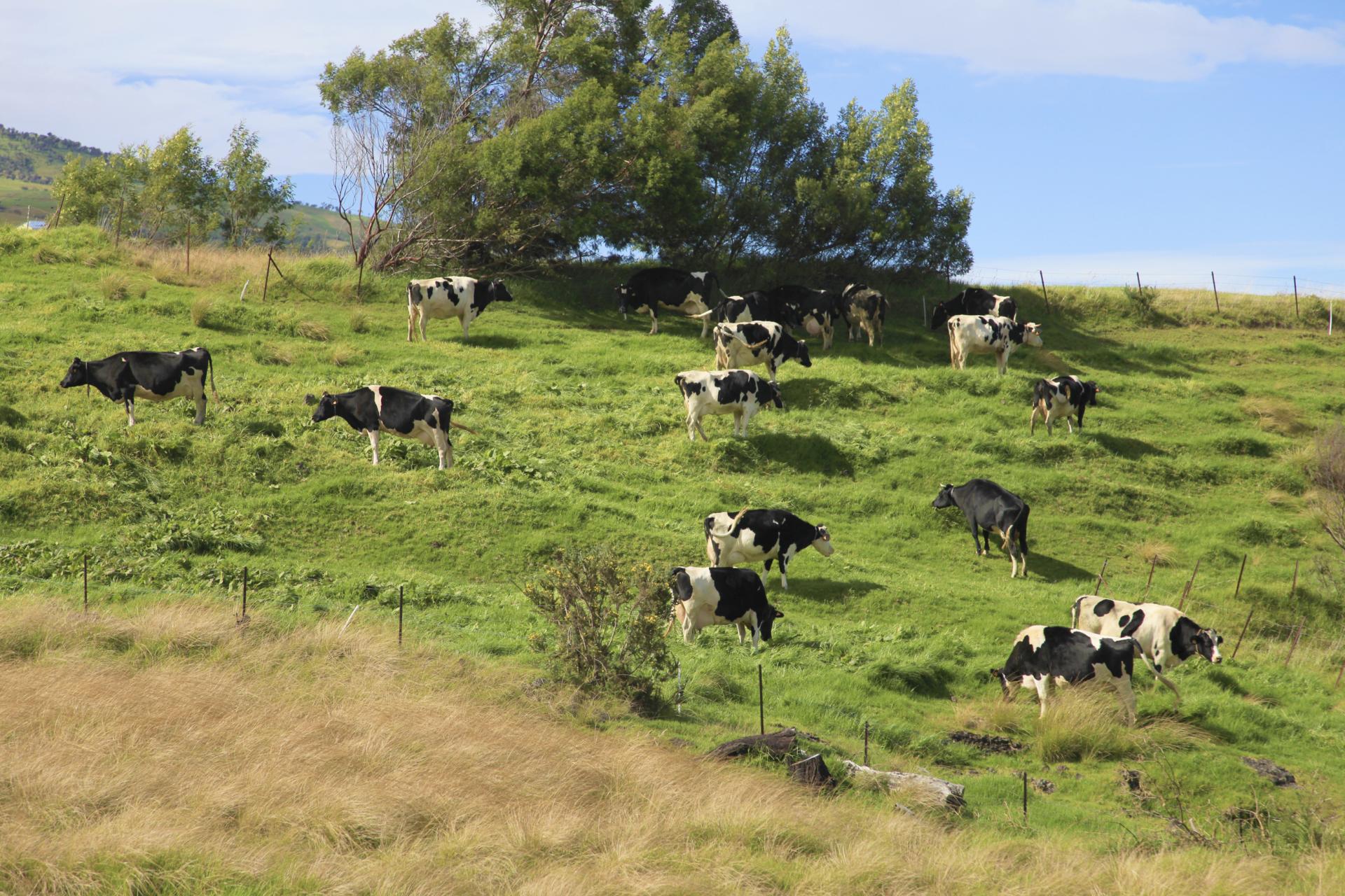 Plaine des cafres