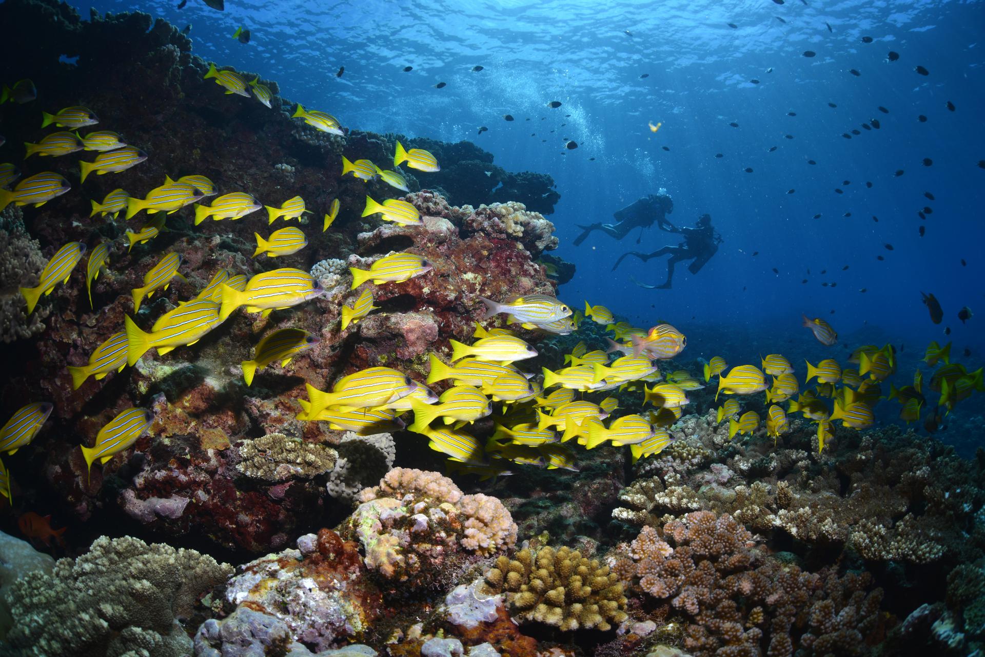Fonds marins réunionnais