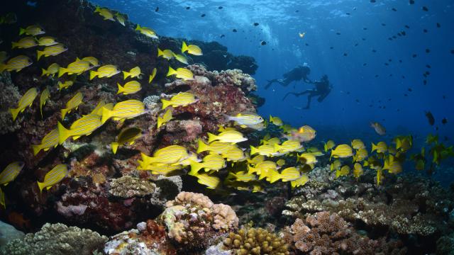 plongee_fonds_marins04_-_credit_irt_-_antoine_mettra_dts_09_2019.jpg
