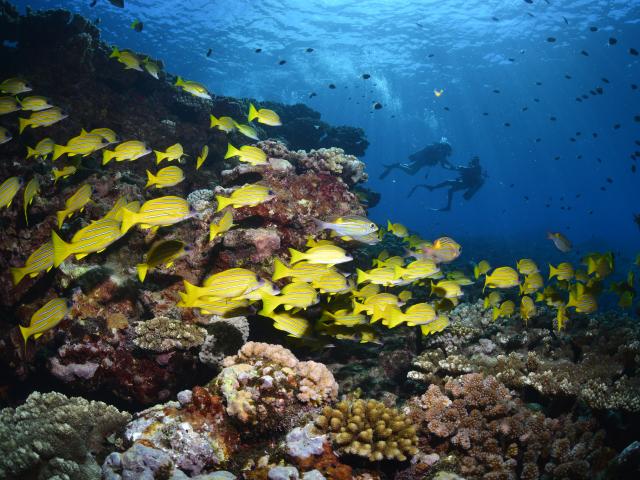Fonds marins réunionnais