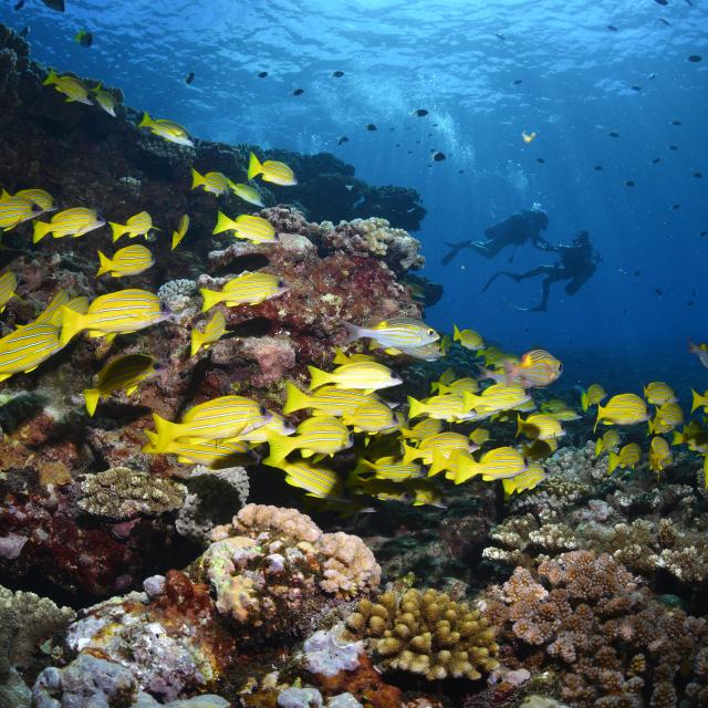 Fonds marins réunionnais