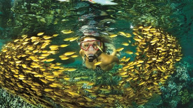 plongee_fonds_marins22_lagon_apnee_-_credit_irt_-_laurent_beche_dts_11_2016.jpg