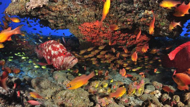 Poissons de La Réunion