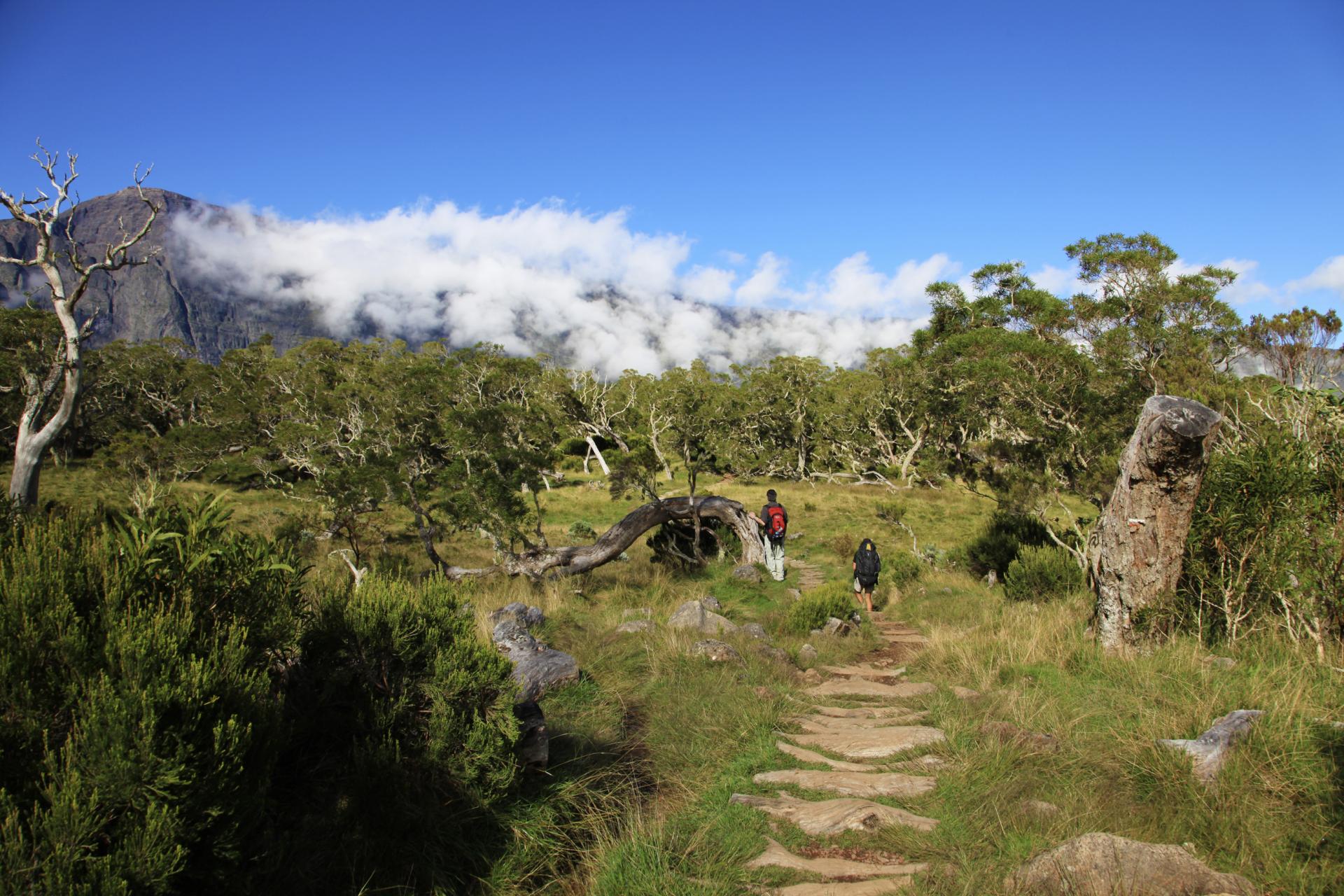 les plaines à la réunion
