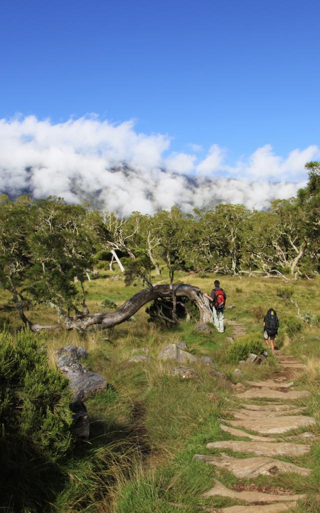 les plaines à la réunion