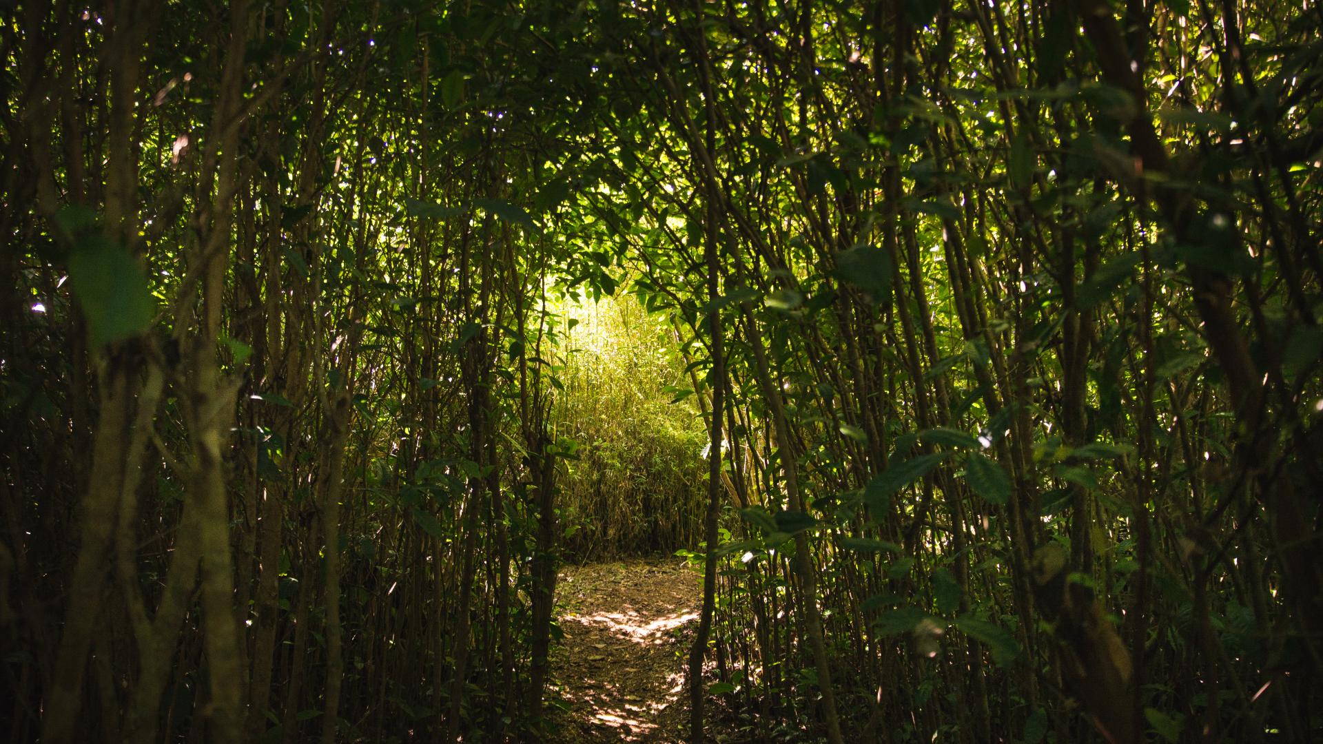 Der Regenwald Forêt de Bélouve Île de la Réunion Tourisme