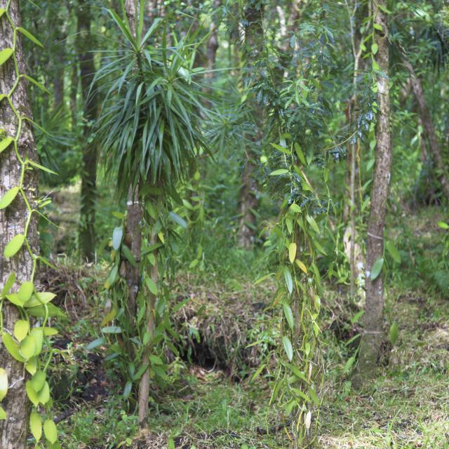 La vanille de La Réunion décroche le label « Indication Géographique Protégée » (IGP) Île de