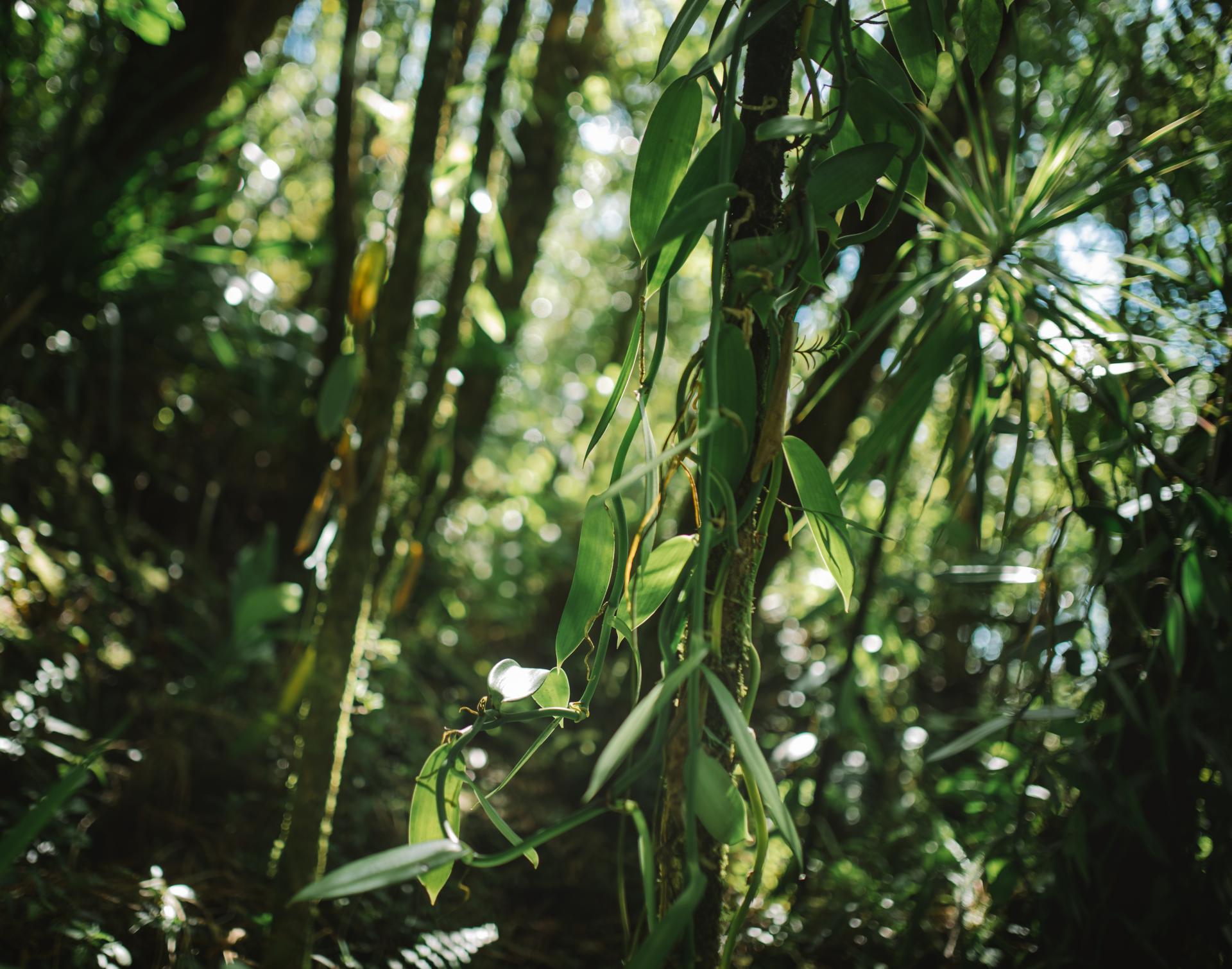 Expérience La véritable vanille Bourbon: immersion dans la culture de la vanille planté sous bois , dans les Haust de Sainte- Rose
