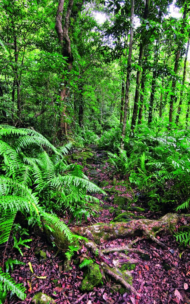 vegetation04_-_credit_irt_-_serge_gelabert_dts_12_2015.jpg