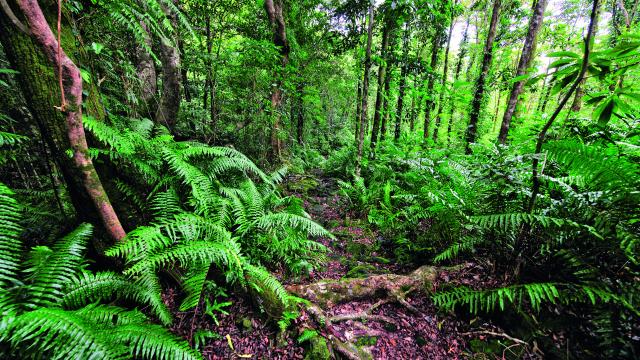 vegetation04_-_credit_irt_-_serge_gelabert_dts_12_2015.jpg