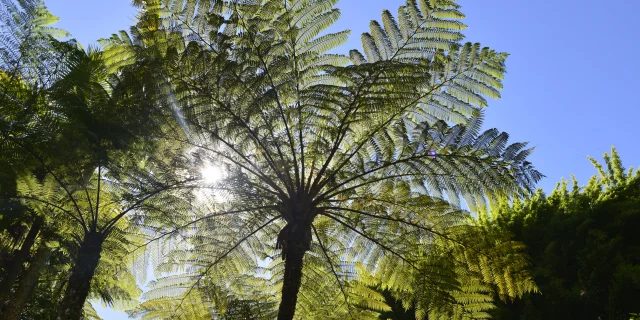 vegetation06_-_credit_irt_-_serge_gelabert_dts_12_2014.jpg