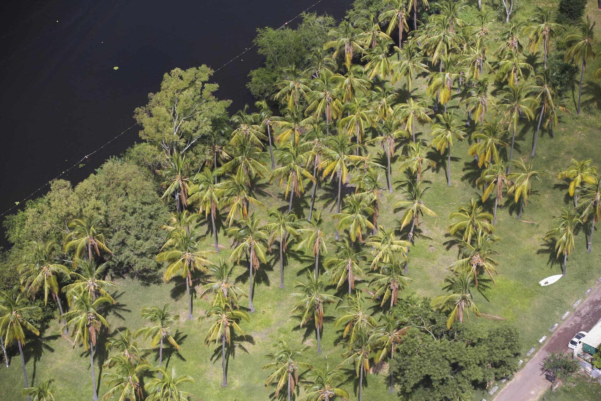 Cocotiers, La Réunion