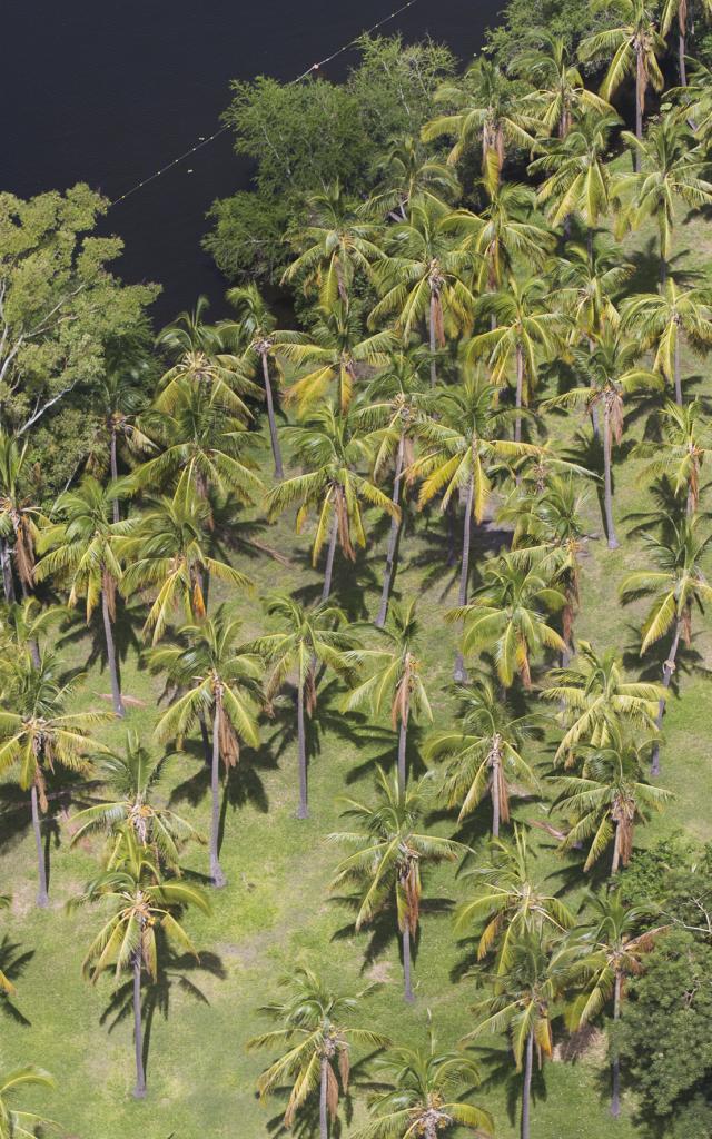 vegetation29cocotiersetangsaintpaul-creditirt-lionelghighidts072017_1.jpg