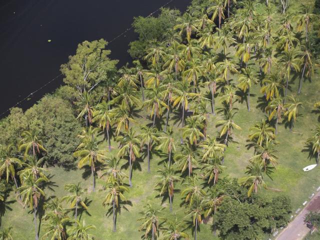 Cocotiers, La Réunion