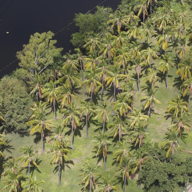vegetation29cocotiersetangsaintpaul-creditirt-lionelghighidts072017_1.jpg