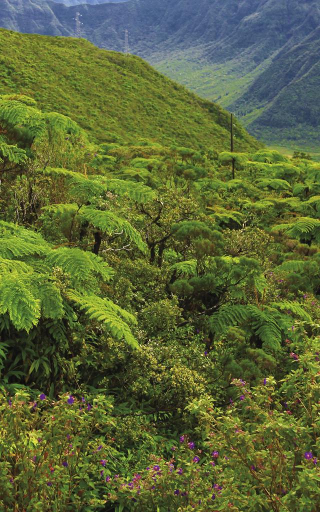 vegetation37_foret_tropicale_-_credit_irt_-_emmanuel_virin.jpg