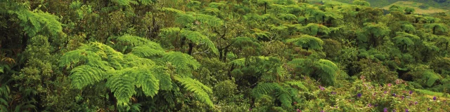 vegetation37_foret_tropicale_-_credit_irt_-_emmanuel_virin.jpg