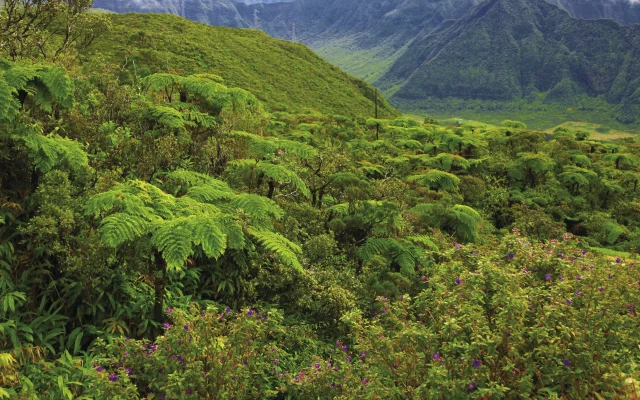vegetation37_foret_tropicale_-_credit_irt_-_emmanuel_virin.jpg