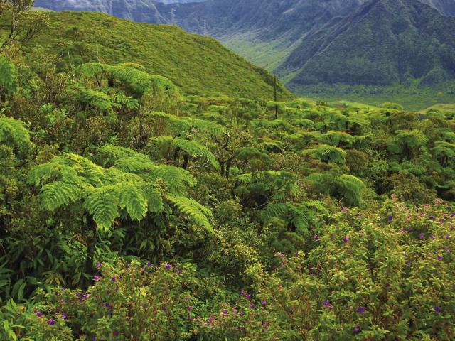 Forêt tropicale, La Réunion
