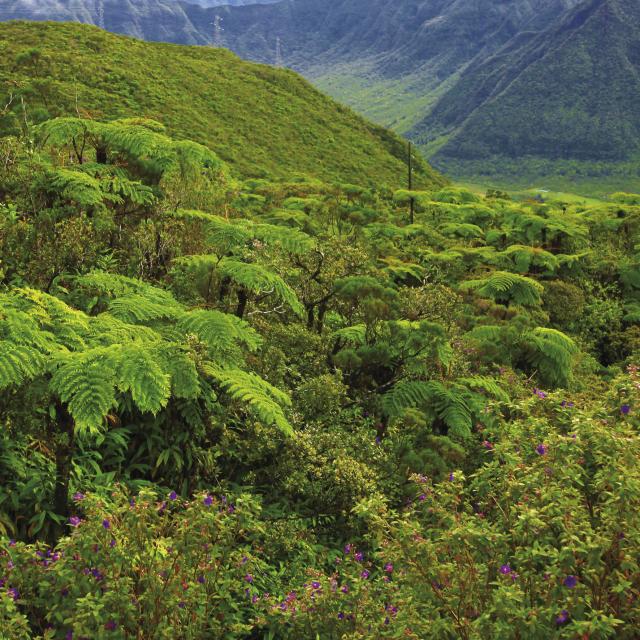 vegetation37_foret_tropicale_-_credit_irt_-_emmanuel_virin.jpg