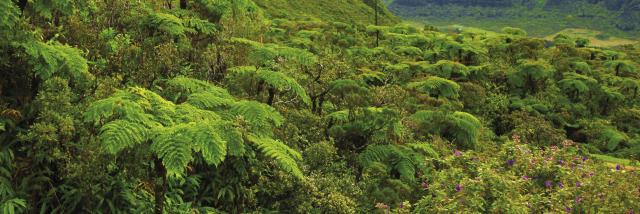 parc national de la réunion